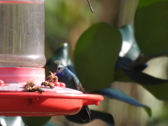 Cynanthus latirostris