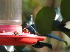 Cynanthus latirostris