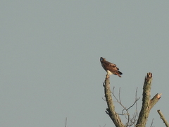 Buteo jamaicensis