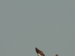 Buteo jamaicensis