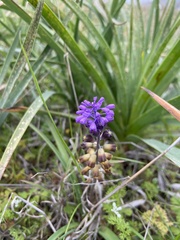 Muscari cycladicum
