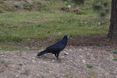 Corvus frugilegus