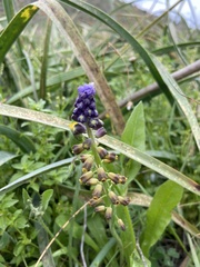 Muscari cycladicum