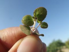 Euphorbia dentosa
