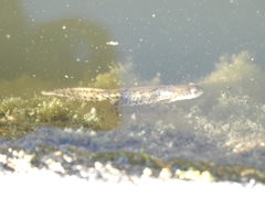 Lissotriton maltzani