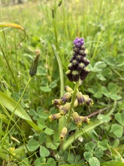 Muscari cycladicum