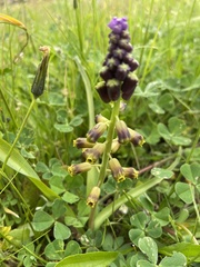 Muscari cycladicum