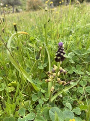 Muscari cycladicum