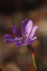 Moraea worcesterensis