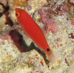 Cirrhilabrus marjorie