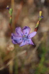 Moraea worcesterensis