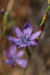 Moraea worcesterensis