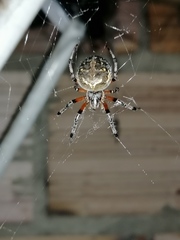 Araneus granadensis
