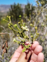 Euchaetis pungens