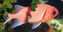 Myripristis hexagona