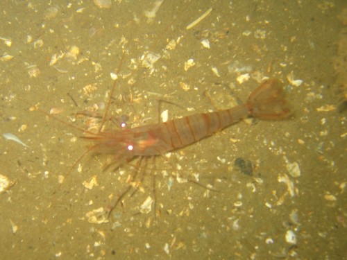 Common Prawn, 4318 Brouwershaven, Nederland, photo 9 of 10