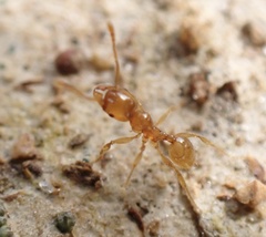 Pheidole tysoni