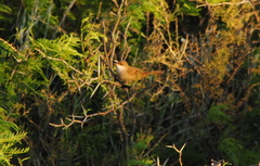 Tarphonomus certhioides