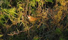 Tarphonomus certhioides