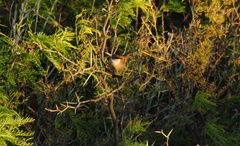 Tarphonomus certhioides