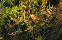 Tarphonomus certhioides