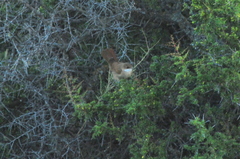 Tarphonomus certhioides