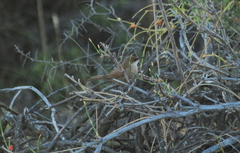 Tarphonomus certhioides