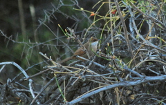 Tarphonomus certhioides