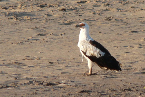 Palm-nut Vulture