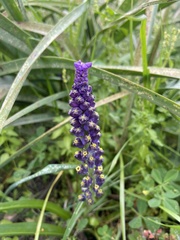 Muscari cycladicum