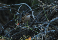 Tarphonomus certhioides
