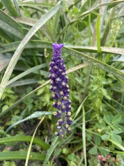 Muscari cycladicum