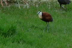 Actophilornis africanus