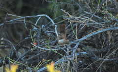 Tarphonomus certhioides