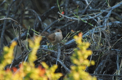 Tarphonomus certhioides