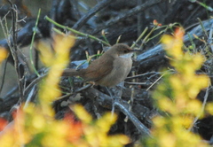 Tarphonomus certhioides