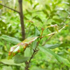 Austropuccinia psidii