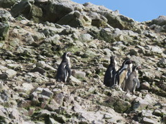 Spheniscus humboldti