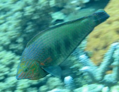 Halichoeres marginatus