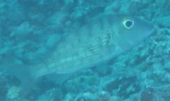 Lethrinus semicinctus