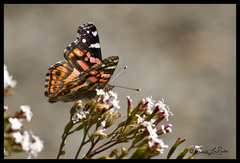 Vanessa altissima