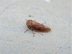 Rhytidodus decimusquartus