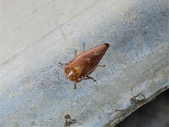 Rhytidodus decimusquartus