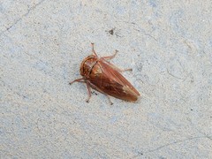 Rhytidodus decimusquartus