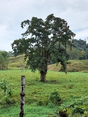 Psarocolius decumanus