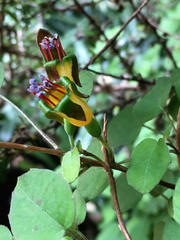 Fuchsia procumbens