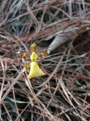 Oncidium graminifolium