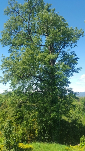 Patagonian oak