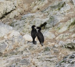 Leucocarbo bougainvillii