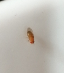 Drosophila